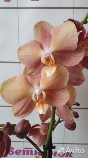 Орхидея фаленопсис цветущая в ассортименте