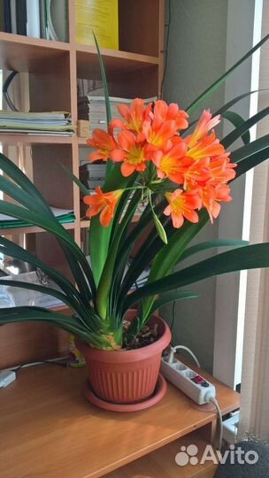 Кливия оранжевая