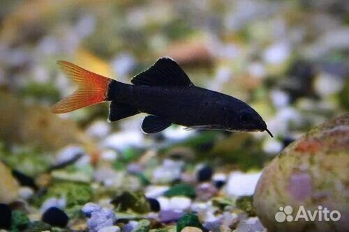 Тернеции лабео гло фиш