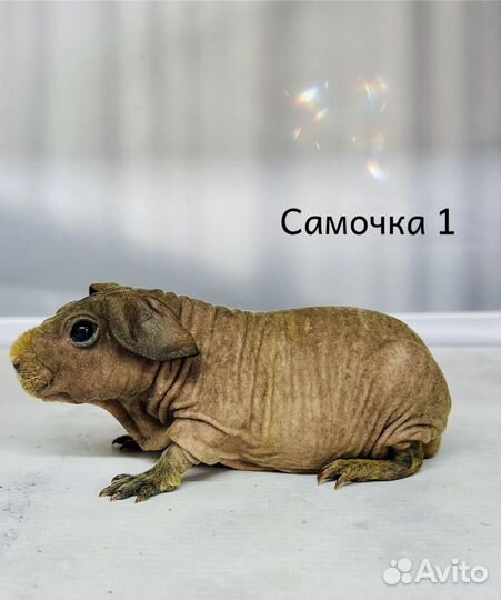 Морские свинки скинни