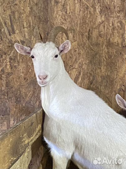 Козы козлята