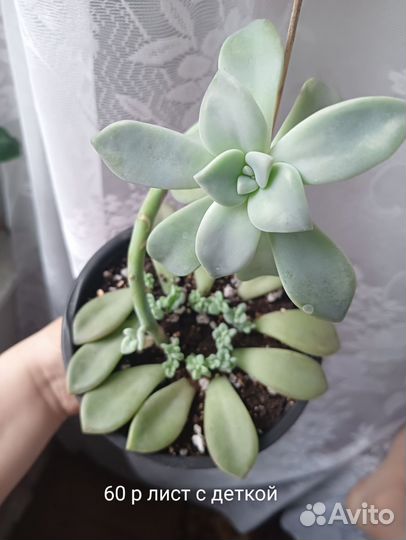 Комнатные растения, суккуленты