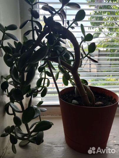 Крассула толстянка