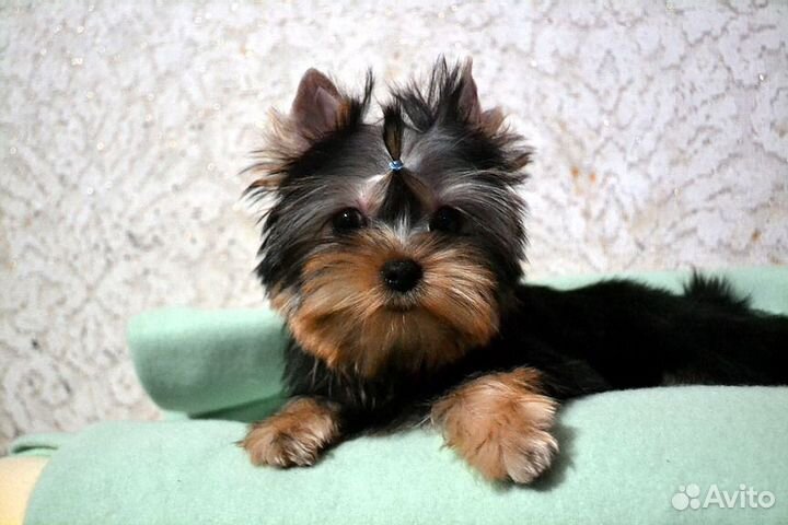 Девочки-йорочки