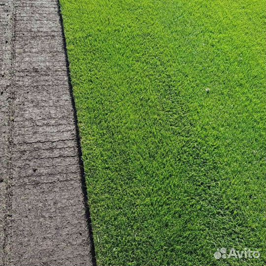 Рулонный газон