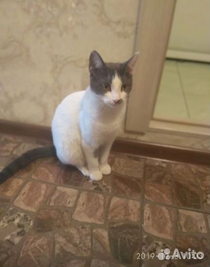 Квартирная передержка кошек (Юго-западный жм)