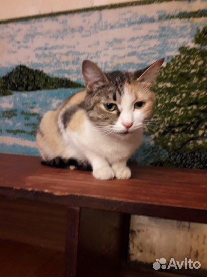 В поисках дома