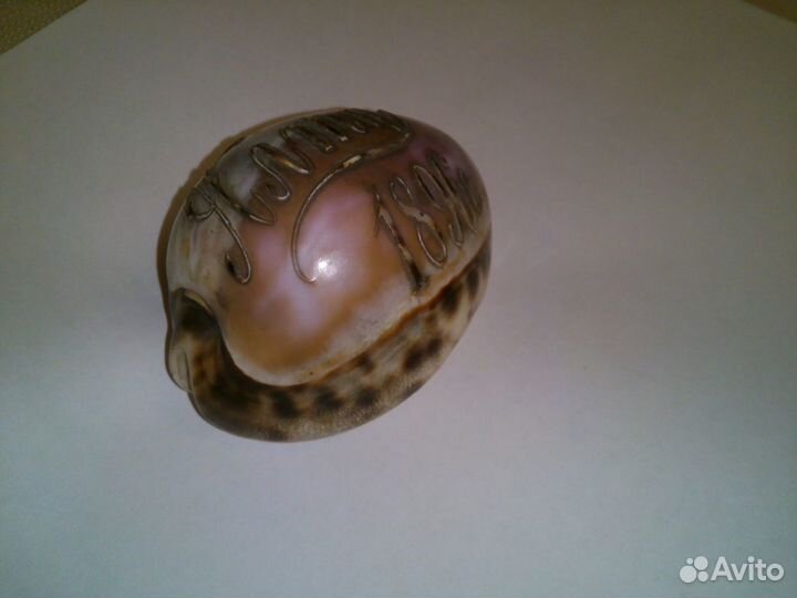 Ракушка с гравировкой 19 век