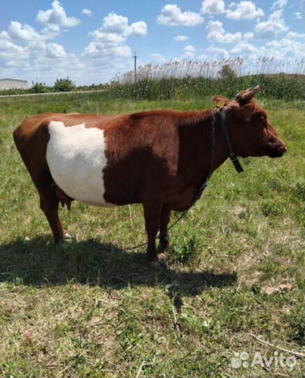 Корова стельная дойная