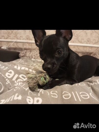 Вязка кобель чихуахуа