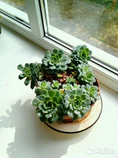 Комнатные цветы разные