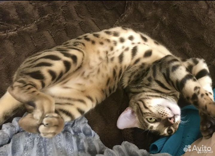 Бенгальский кот