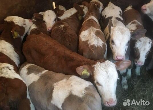 Телята бычки на выбор с доставкой до двора