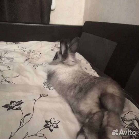 Декоративные кролики