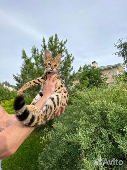 Savannah F1 / Саванна Ф1