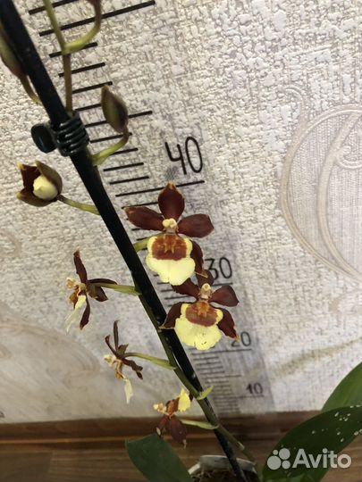 Орхидея камбрия