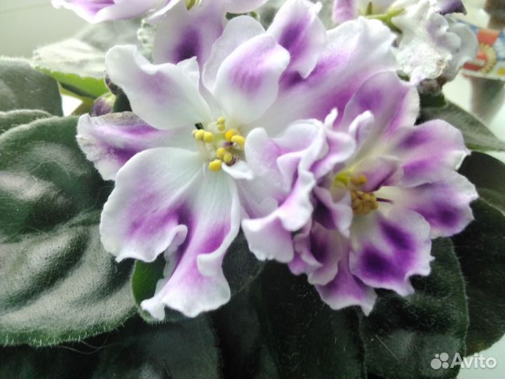 Детки сортовых фиалок