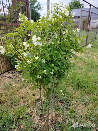 Жасмин(чубушник) садовый, гибискус древовидный