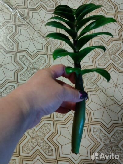 Спатифиллум купидо Ромео