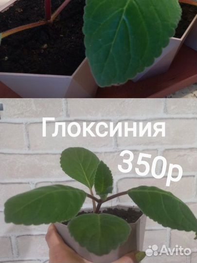 Глоксиния махровая