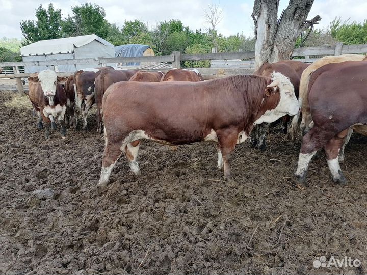 Быки симменталы