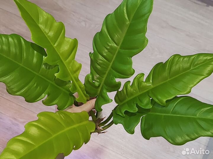 Philodendron Golden Crocodile