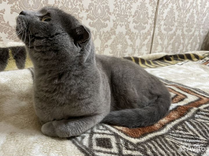 Отдам британскую кошку