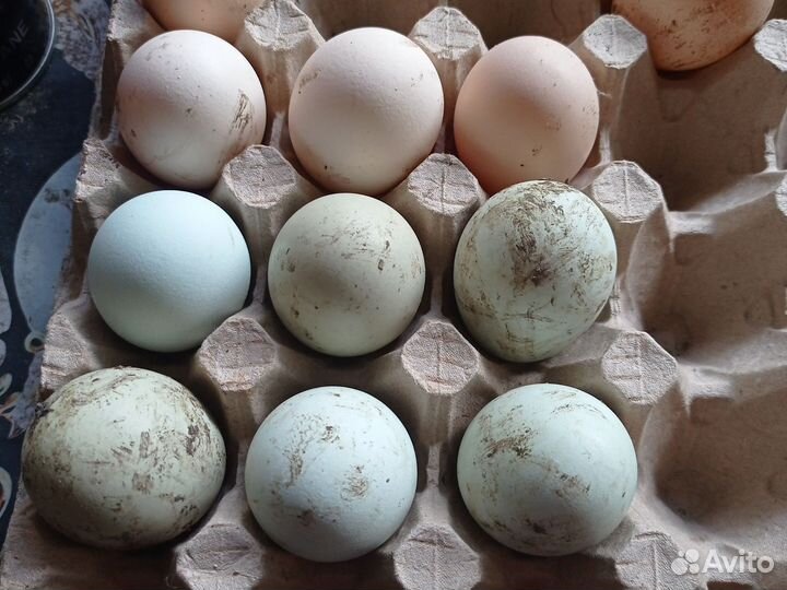 Яйца для инкубации