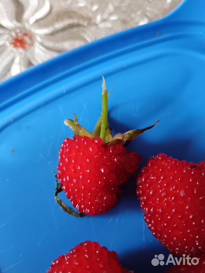 Саженцы Малины Земляничной/Тибетской