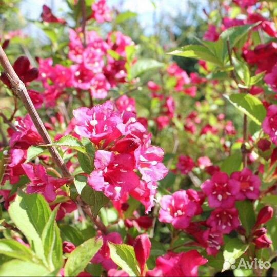 Цветущие кустарники и многолетники