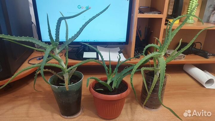 Алоэ столетник