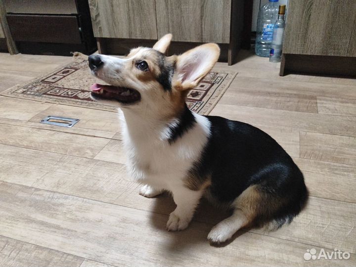 Щенок Корги