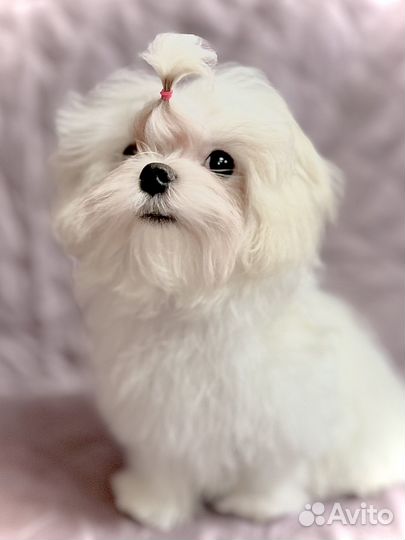 Малыш Мальтезе