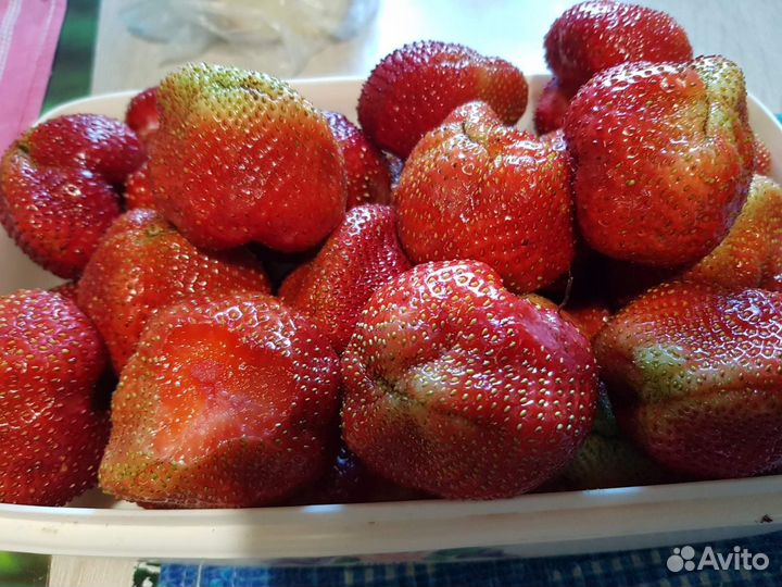 Саженцы клубники. Сорт чамора туруси