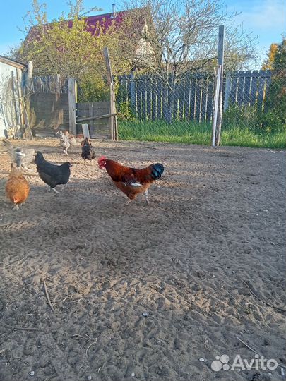 Молодые петухи