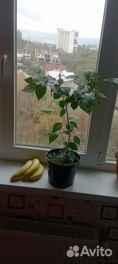 Сингониум комнатные цветы