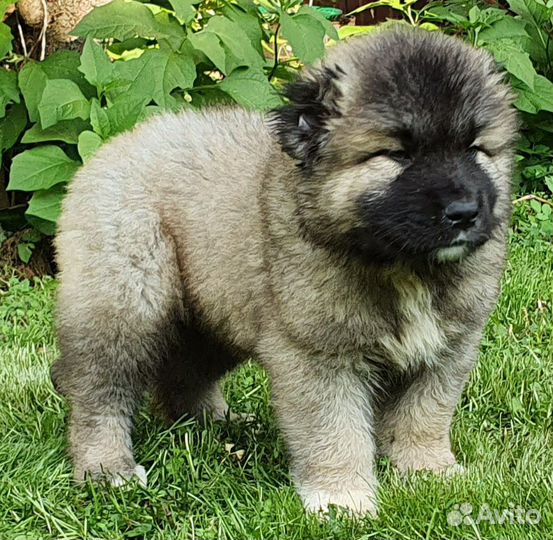 Щенки кавказской овчарки (мальчики)