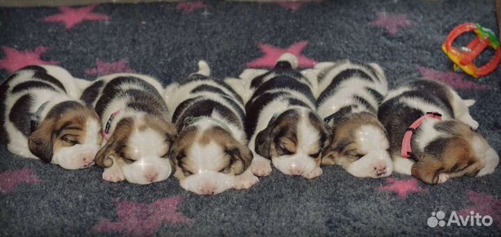 Щенки бигль