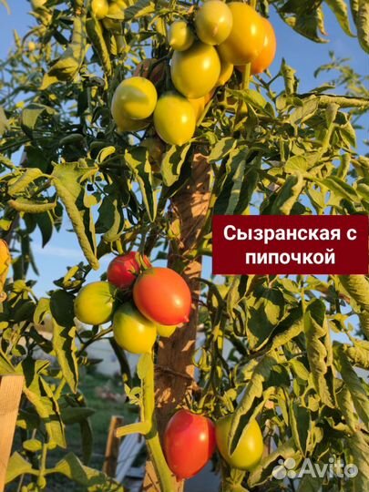 Семена сортовых помидор (20 шт.в пакете)