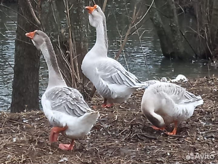 Гуси