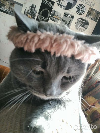 Домашняя атмосфера для ваших любимцев