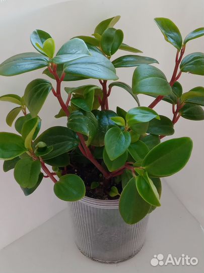 Циссус(березка) и др.комнатные растения