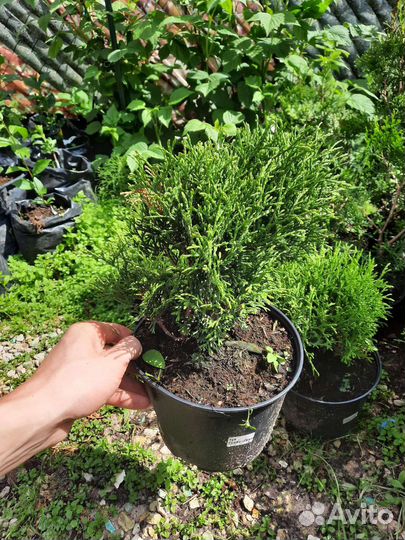 Туя Глобоза Нана саженцы