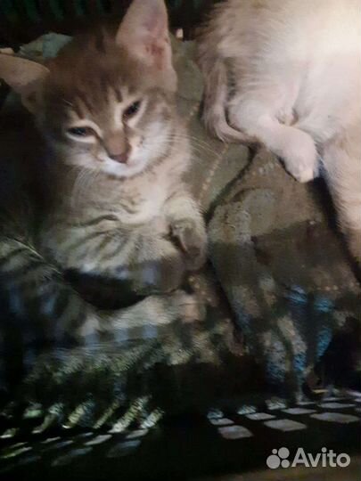 Кошка в дар