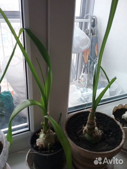 Индийский лук