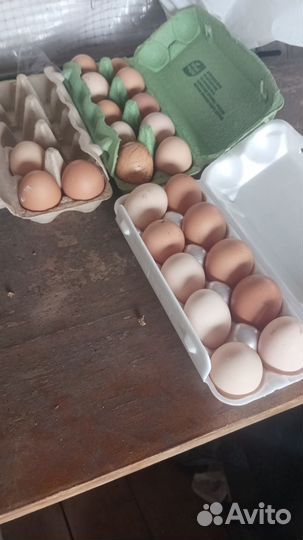 Продам Бычков голштын коз козлят яйцо молоко клзье