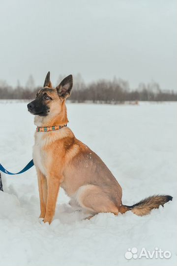 Чудесный мальчик ищет дом