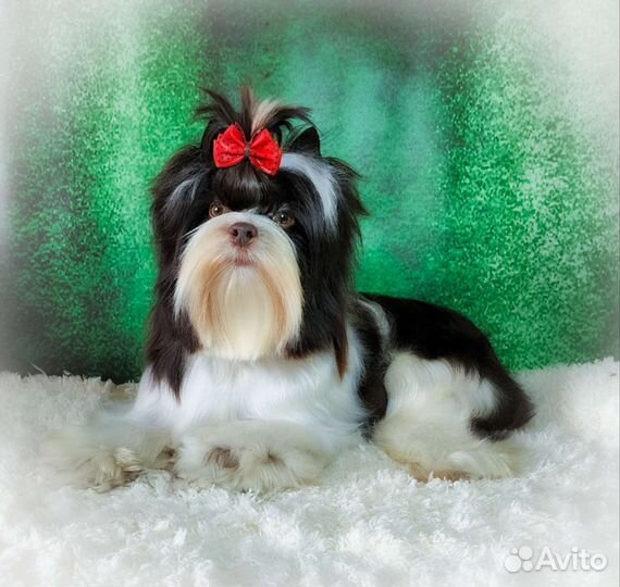 Вязка йорк биро