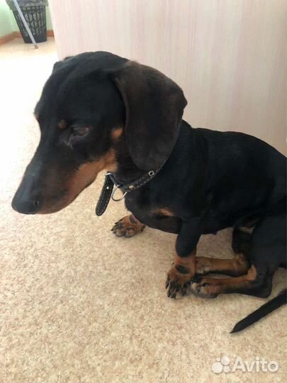 Кроличья такса девочка