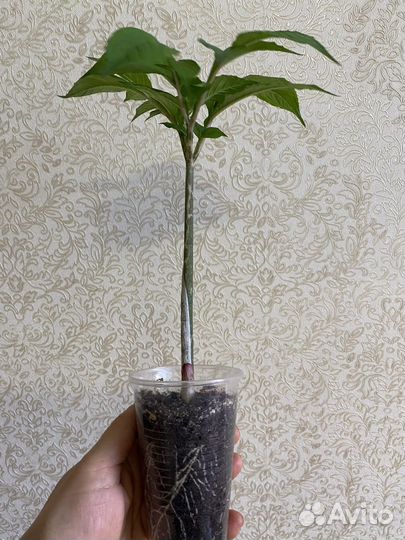 Аморфофаллус